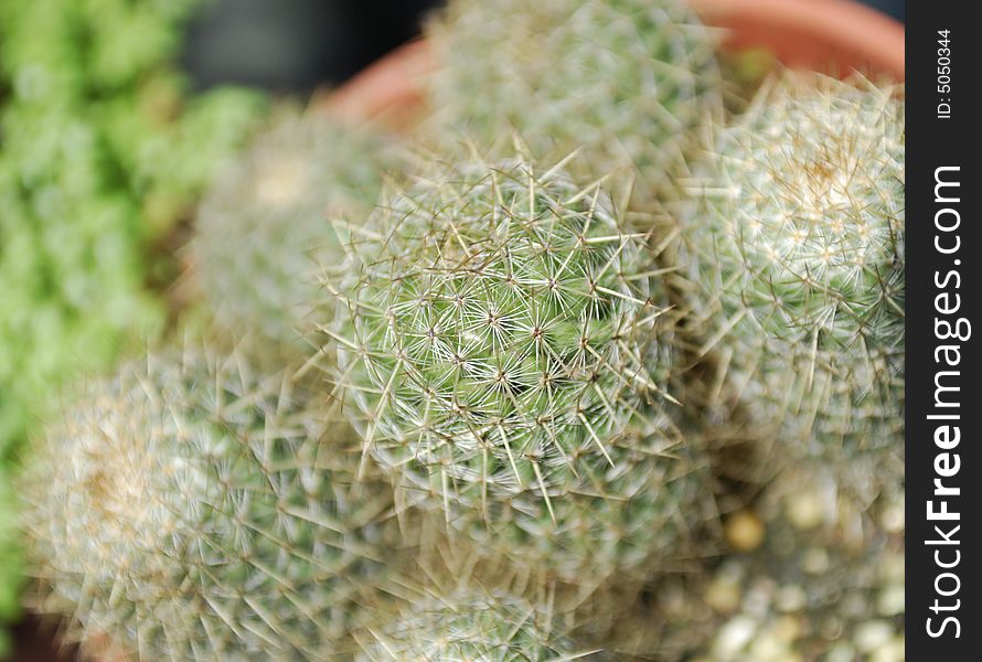 Close up of a green desert cactus. Close up of a green desert cactus