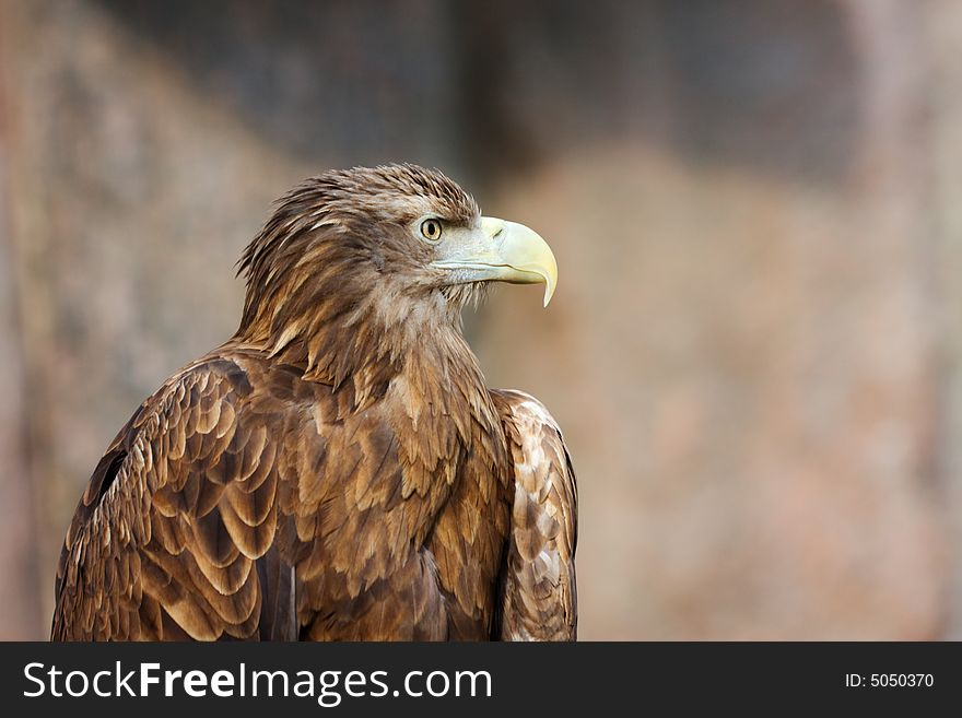 Portrait of a tawny eagle (Aquila rapax).