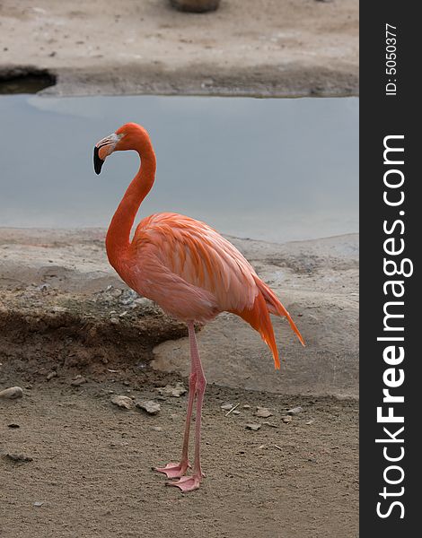 Flamingo (Phoenicopterus) standing in Moscow zoo. Flamingo (Phoenicopterus) standing in Moscow zoo.