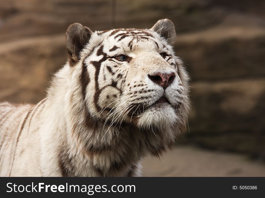 White Amur, or Siberian, Tiger (lat. Panthera tigris altaica). White Amur, or Siberian, Tiger (lat. Panthera tigris altaica)