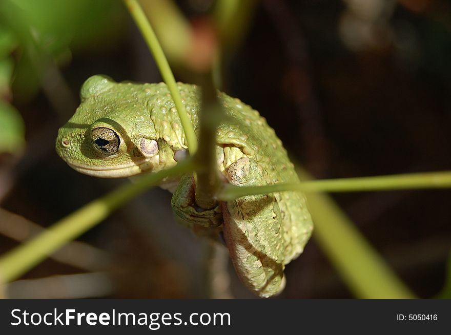 Frog balancing on a branch