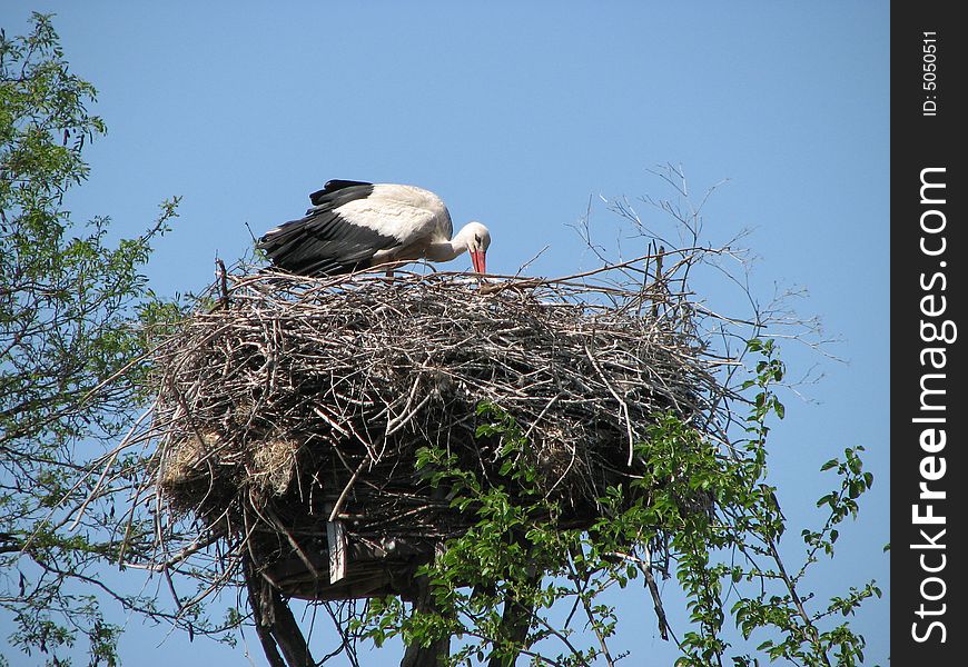 A be single stork is in a nest