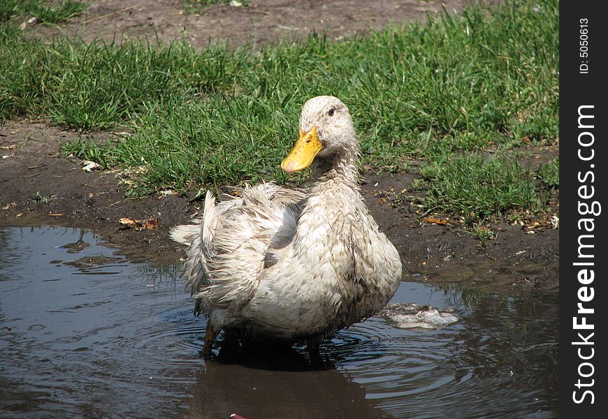 Goose which sits in a puddle