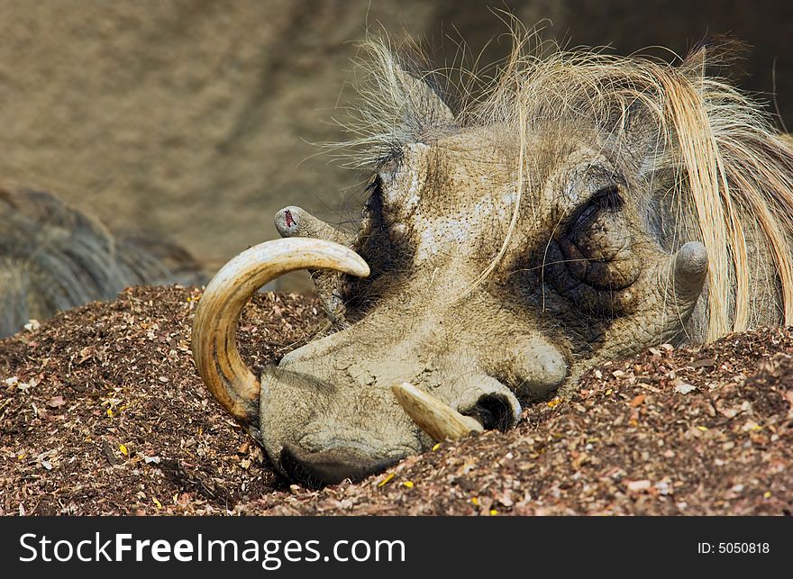 A warthog with large tusks close up