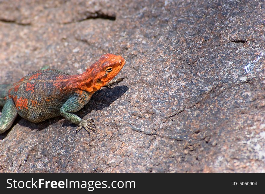 A Red headed rock agama close up. A Red headed rock agama close up