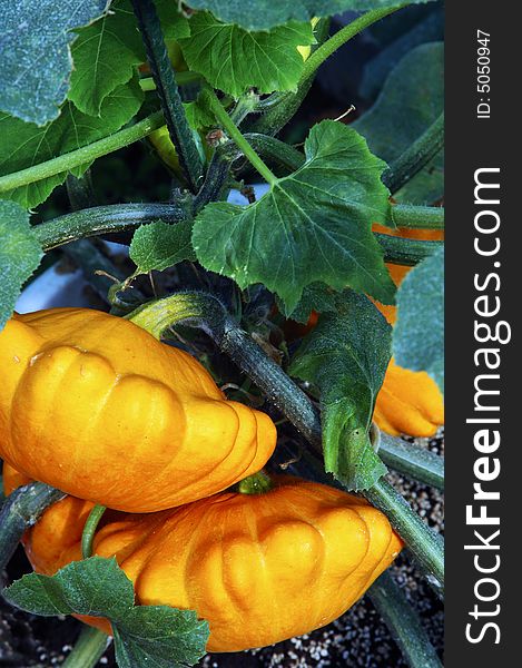 Beautiful potted plant little pumpkins. Beautiful potted plant little pumpkins