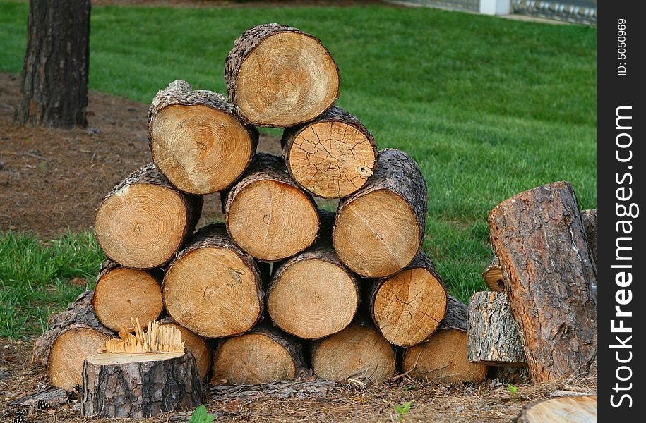 A tree freshly cut, stacked in a pile. A tree freshly cut, stacked in a pile