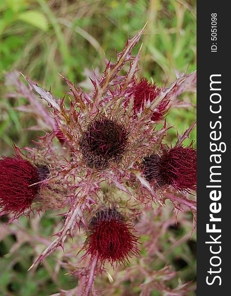 Thornwood School's namesake, the Thistle. Thornwood School's namesake, the Thistle