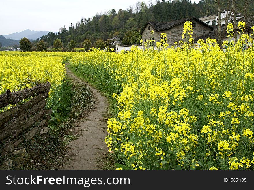 Rural alley, Yellow flowers of rape