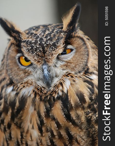 A picture of the funny face of an owl. A picture of the funny face of an owl.