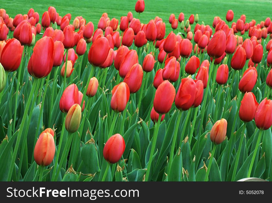 Red  Tulips Field