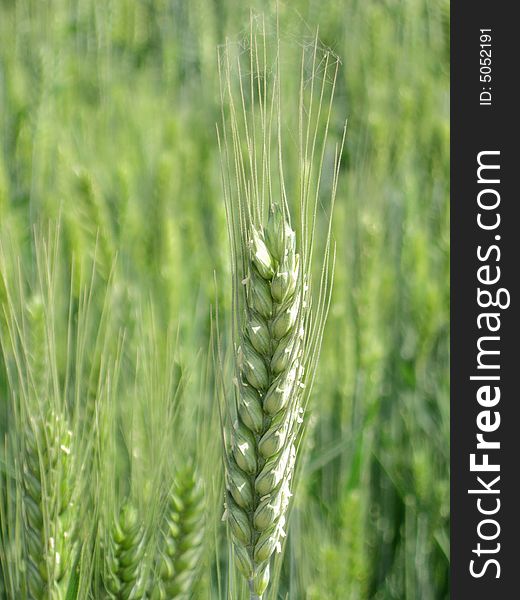 Closeup shot of a wheat ear