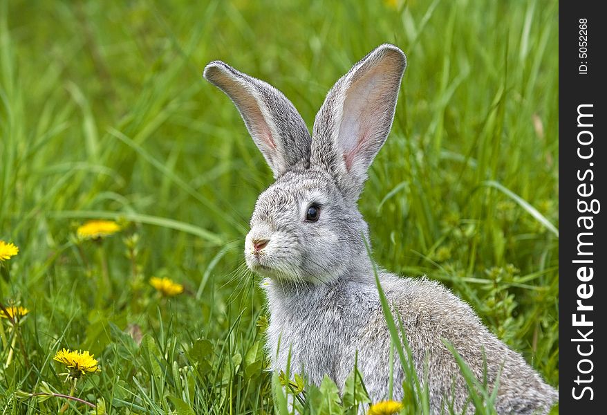 Grey brown rabbit eating clovers. Grey brown rabbit eating clovers