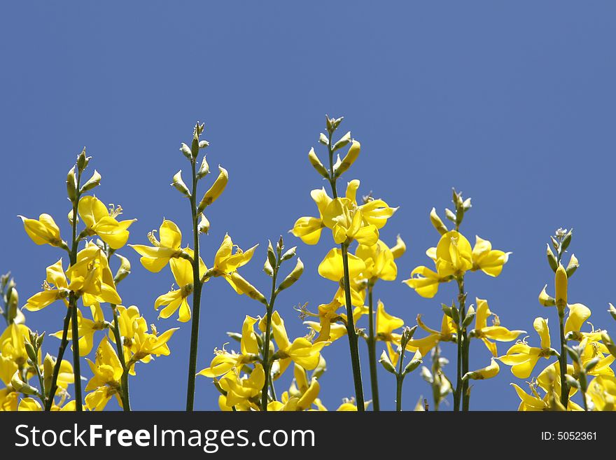 A flower with a simple blue background. A flower with a simple blue background