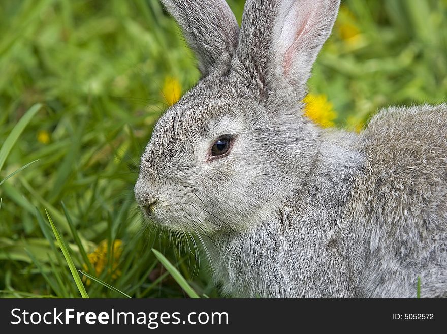 Grey brown rabbit eating clovers. Grey brown rabbit eating clovers