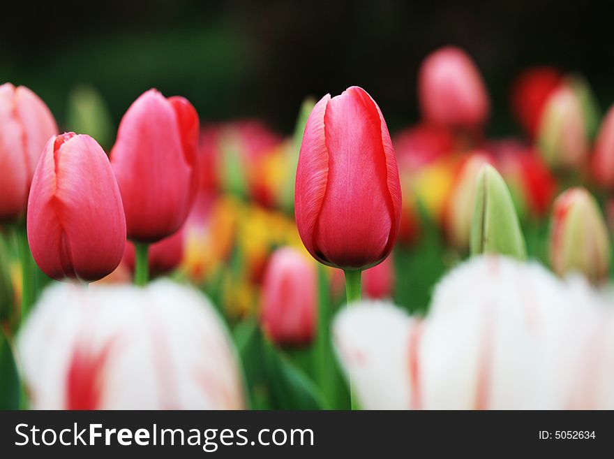 Red tulips field in spring
