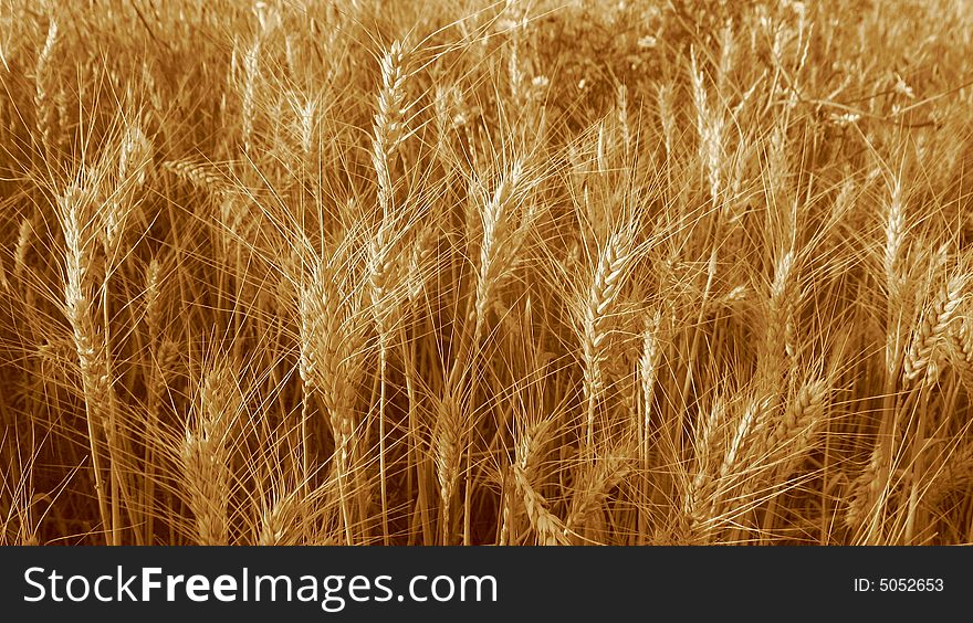 A close-up shot of stalks of grain in sepia format. A close-up shot of stalks of grain in sepia format.