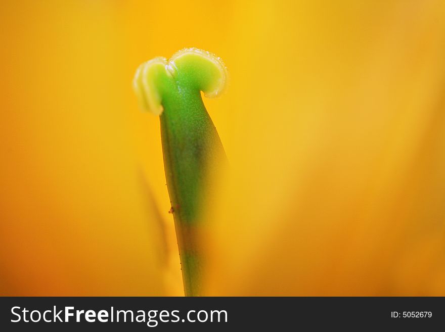 Close Yellow Tulip