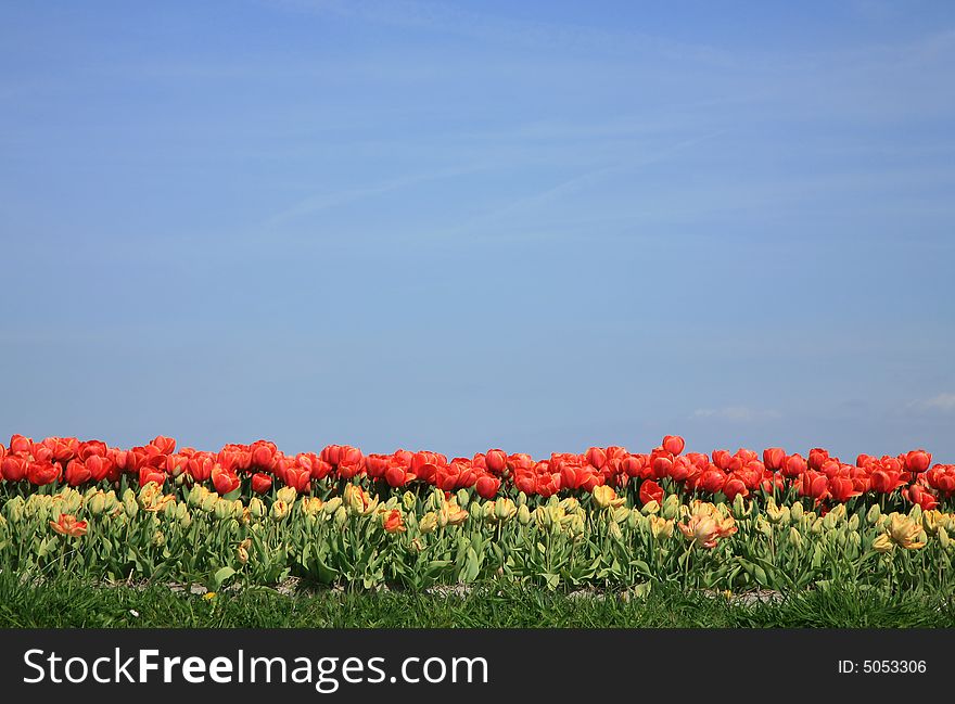 Red tulips, grass and blue sky â€“ striped patter - space for text. Red tulips, grass and blue sky â€“ striped patter - space for text