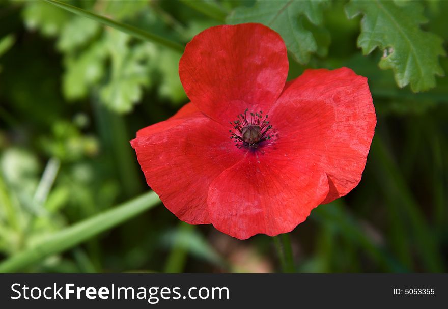 Detail of red poppy in a green garden. Detail of red poppy in a green garden