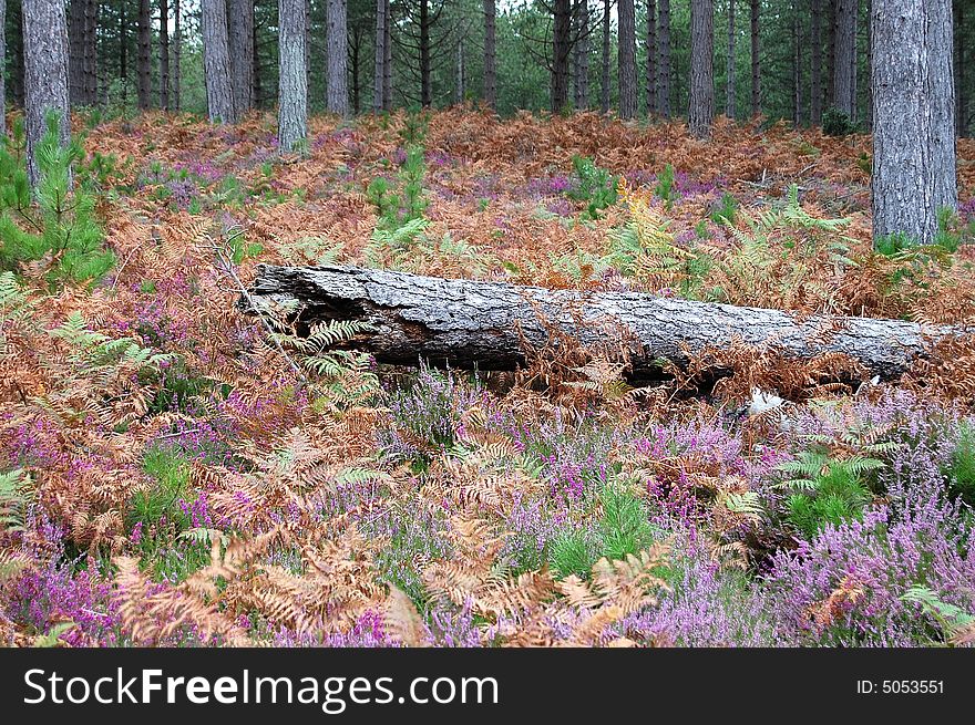 Log Laying In The Heather