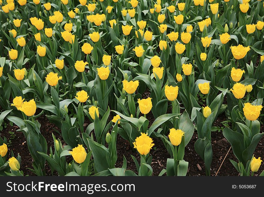 Yellow  Tulips field