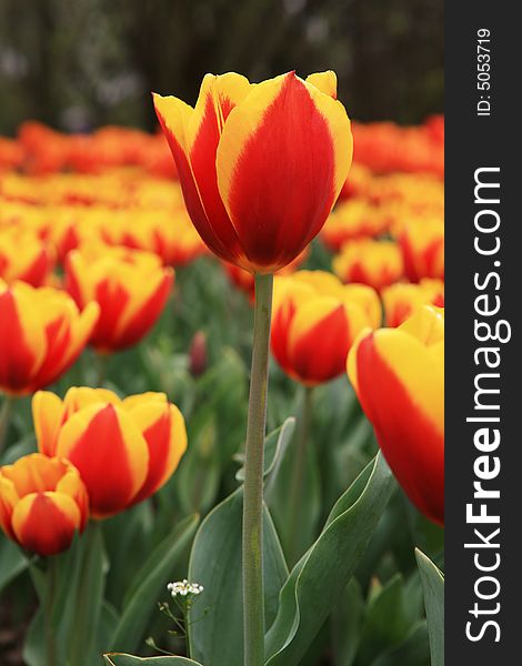 Red tulips field in spring