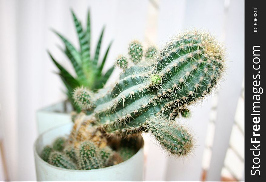 Cactus, standing on night table beside window with closed vertical jalousie