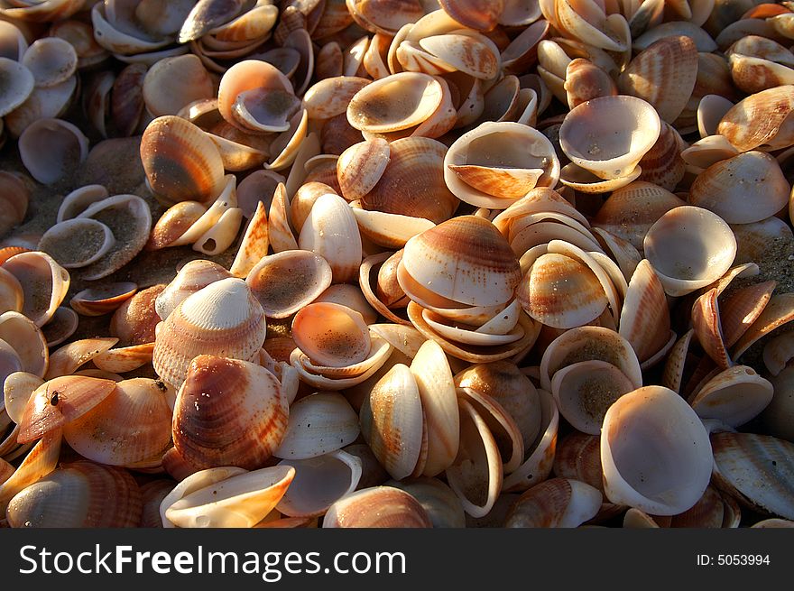 Lots of empty shellfish in summer light. Lots of empty shellfish in summer light