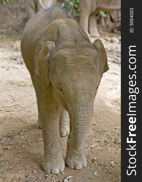 Baby elephant in an elephant camp in northern Thailand