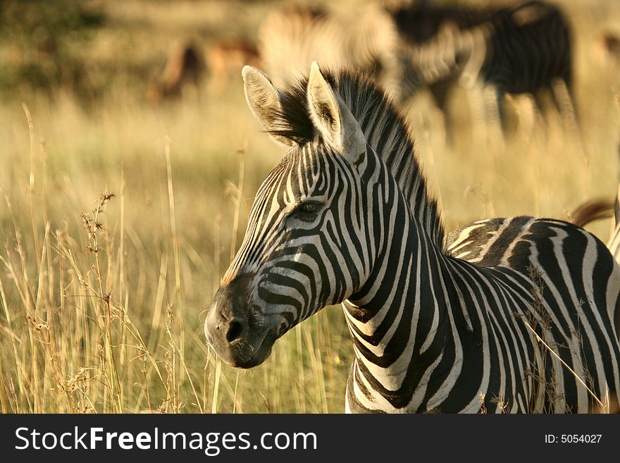 Burchells Zebra Grazing in the veld in South Africas Kruger National Park