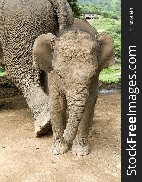 Baby elephant in an elephant camp in northern Thailand