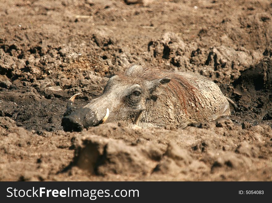 Male Warthog in the Mud