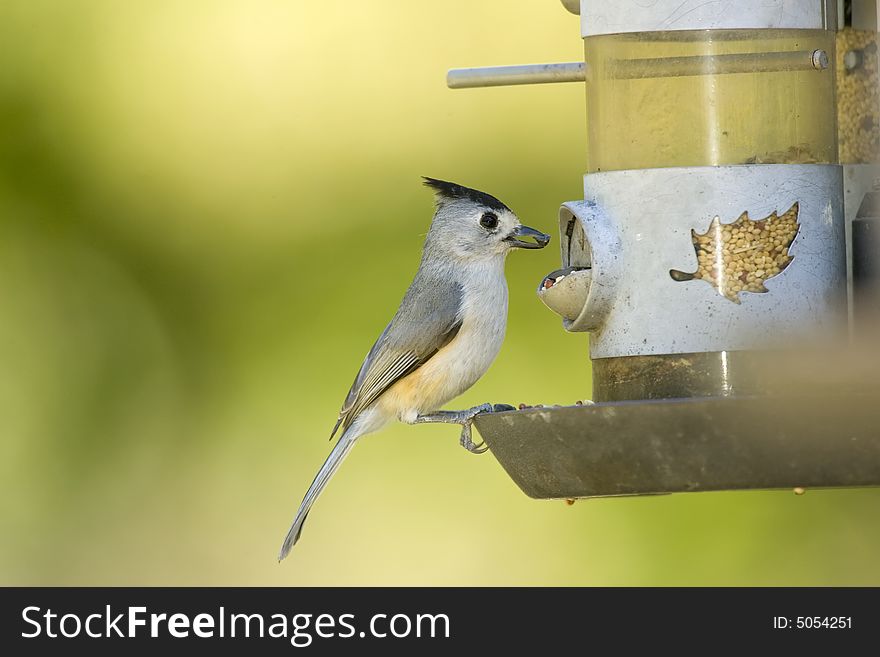 A Black-crested Titmouse feeding from the seed feeder