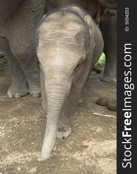 Baby elephant in an elephant camp in northern Thailand