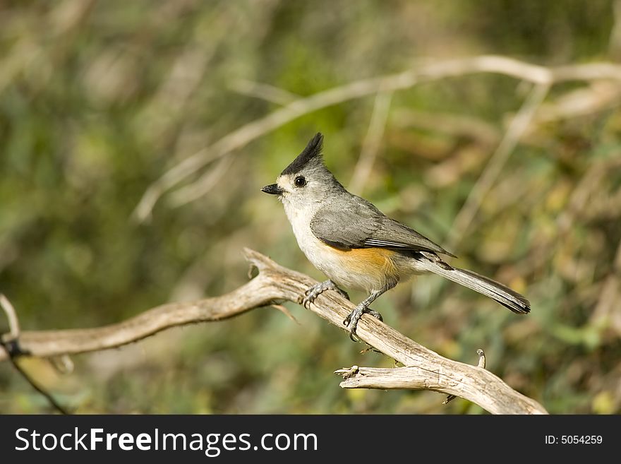 A Black-crested Titmouse perched on a tree branch