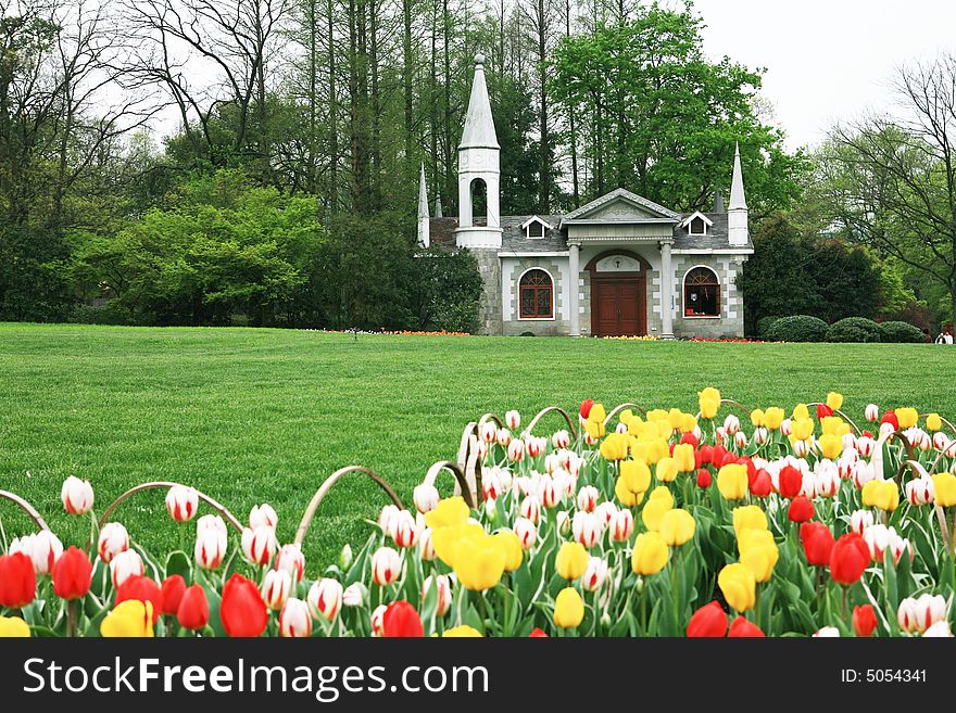 Red And Yellow  Tulips Field