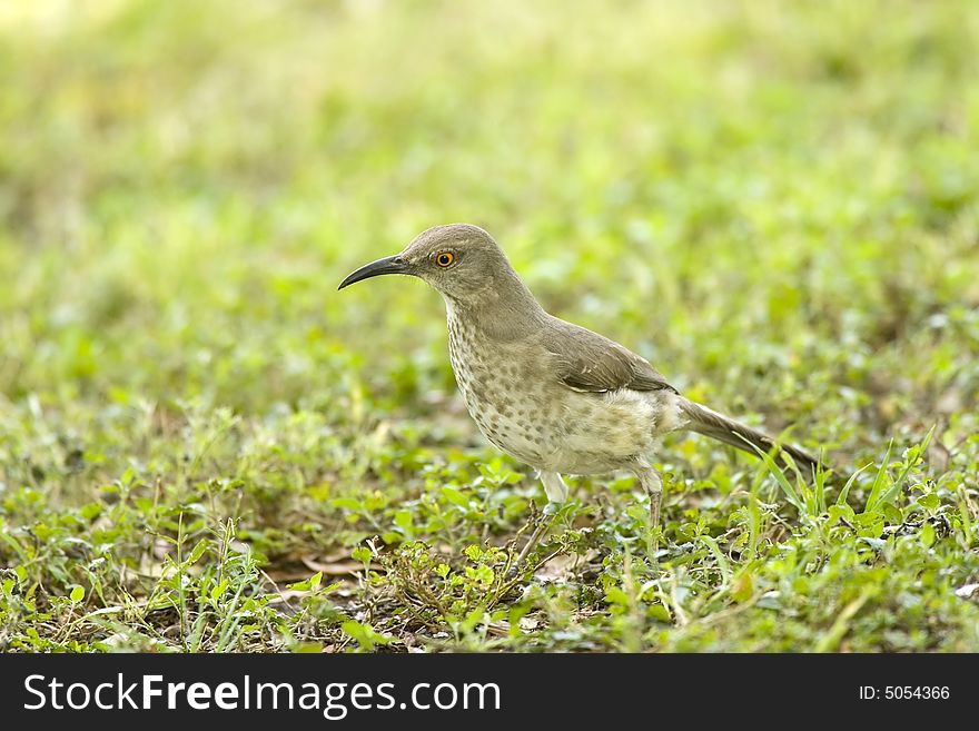 Curved-billed Thrasher hunting