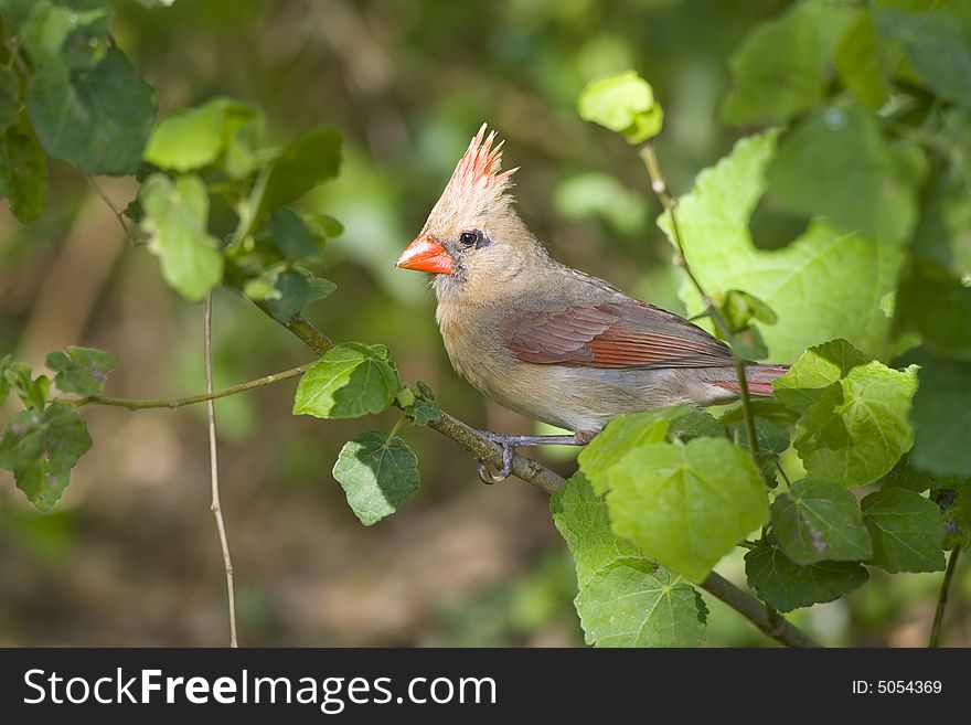 Female Northern Cardinal Perched