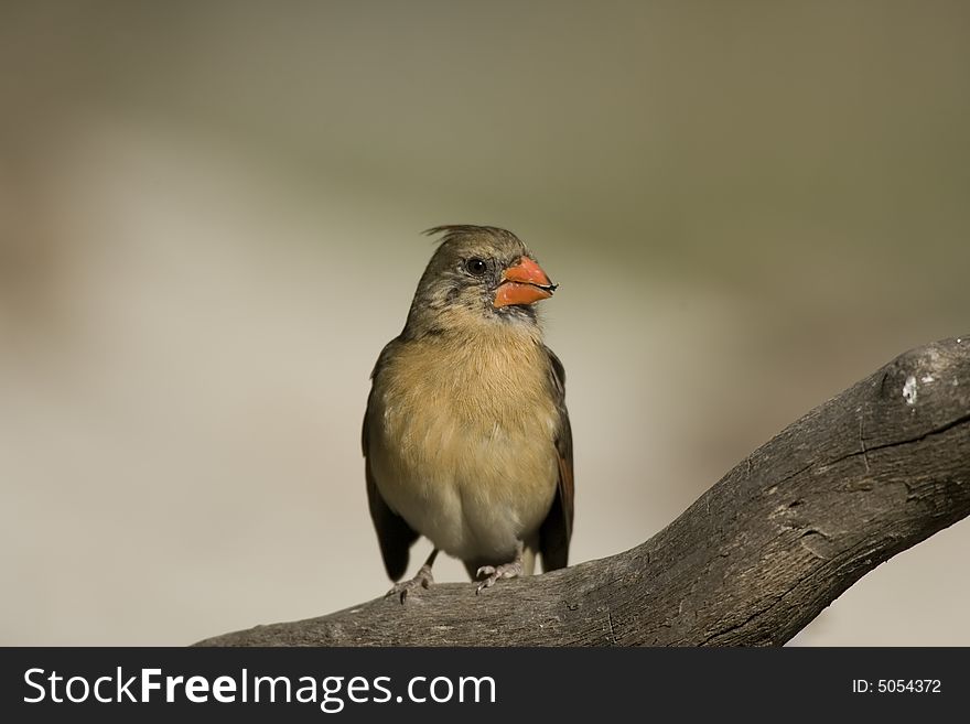 Female Northern Cardinal perched