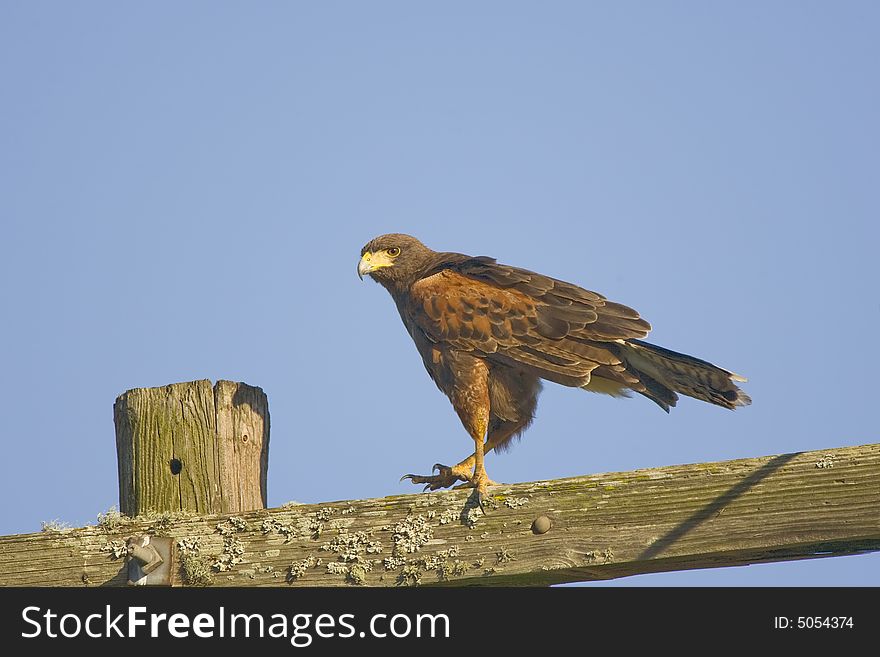 A Harris's Hawk perched high up on a telephone pole