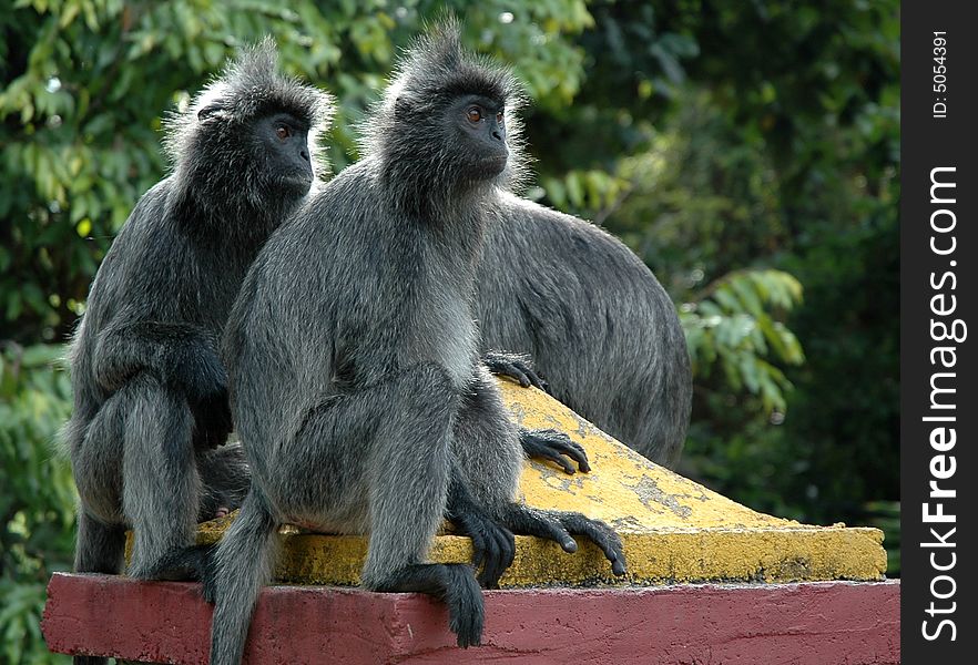 Malaysia's monkeys.The Silvered leaf monkeys are distinguished from the macaques by their longer tail and longerhair and also their diet, which consists only leaves. The adult, silvered leaf monkey which is dark metallic grey.