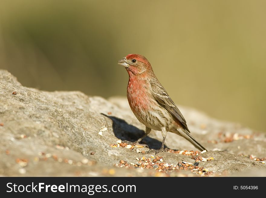 A House Finch feeding on seeds placed on a rock