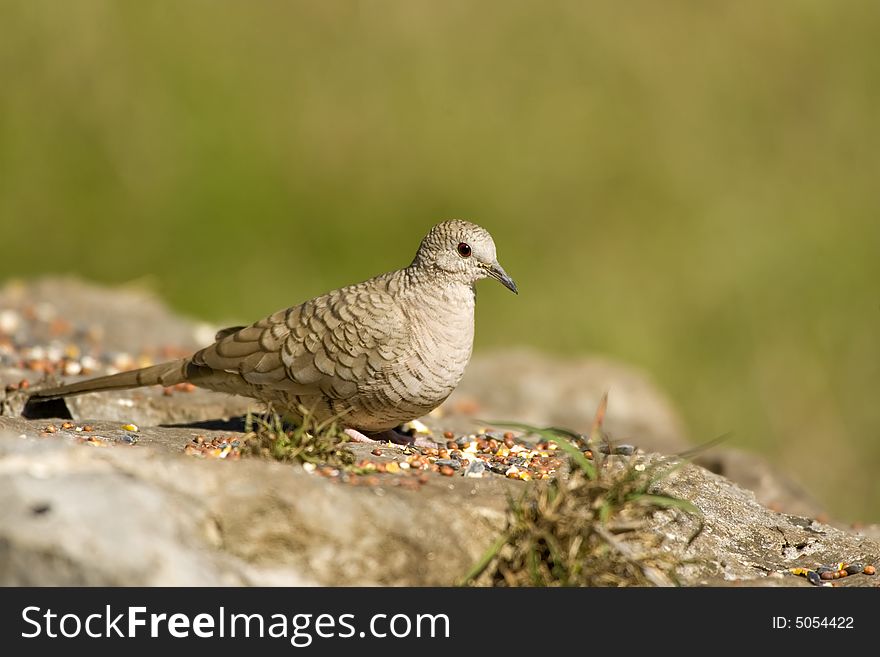 Inca Dove feeding