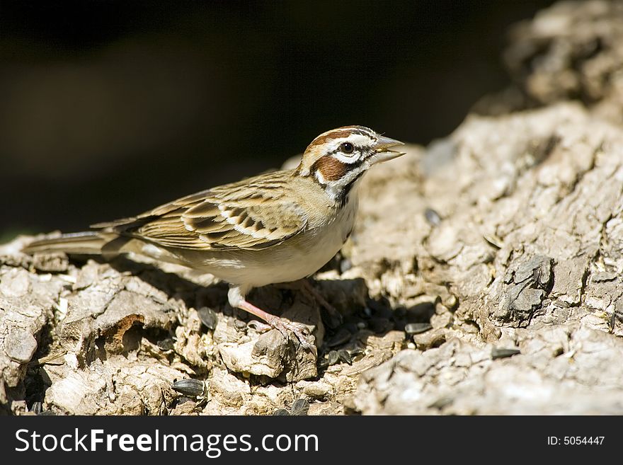 A Lark Sparrow perched on an old log