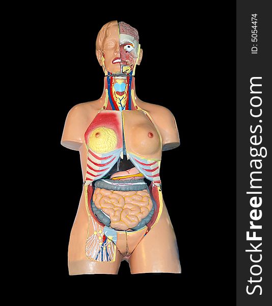 Breadboard model of an arrangement of internal bodies of the person. Breadboard model of an arrangement of internal bodies of the person