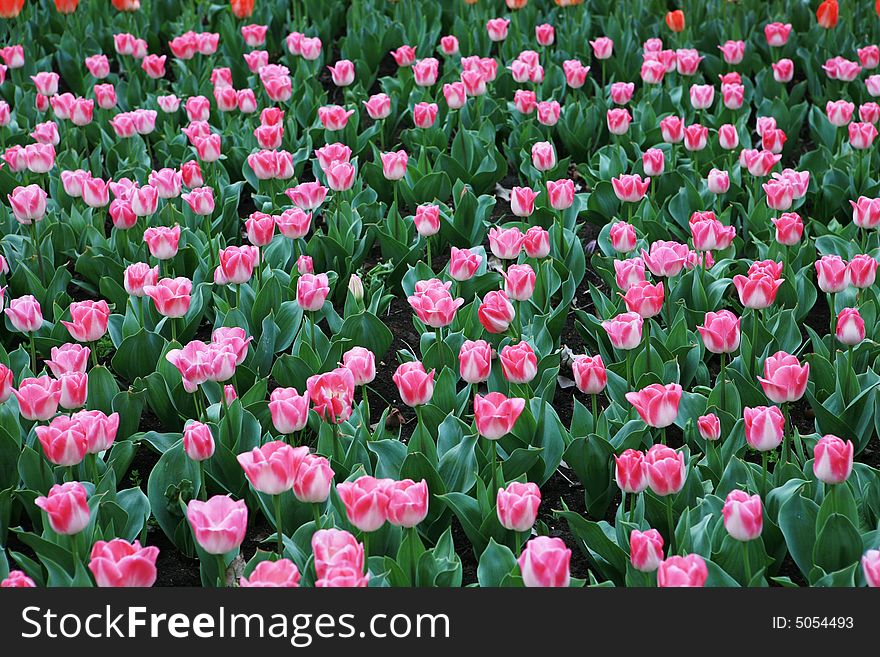 Red Tulips Field