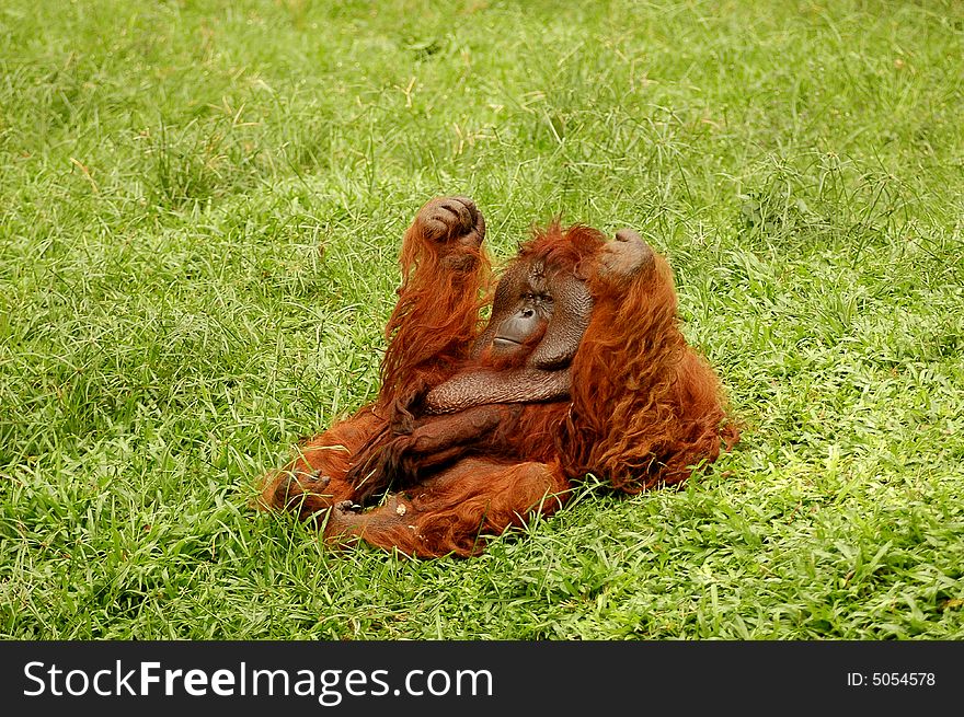 A adult male Orang Utan at rest under the morning sun.