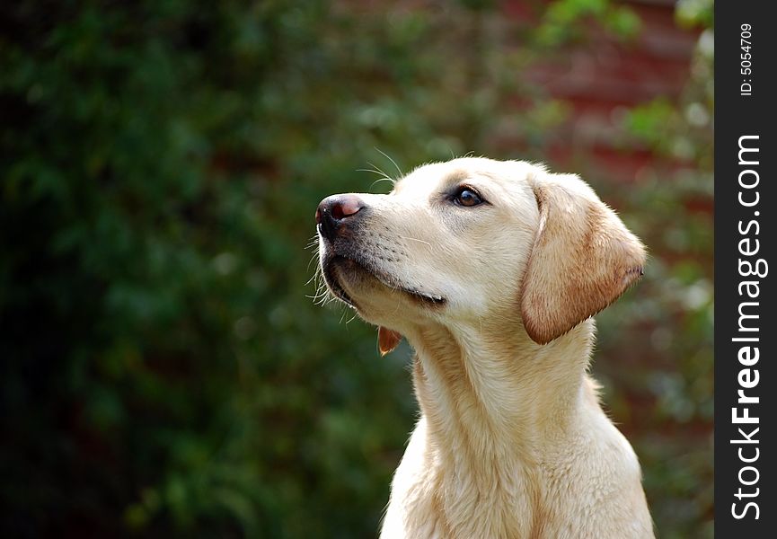 Shot of an inquisitive labrador puppy. Shot of an inquisitive labrador puppy