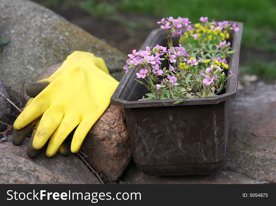 Flowers and equipment in garden on stones